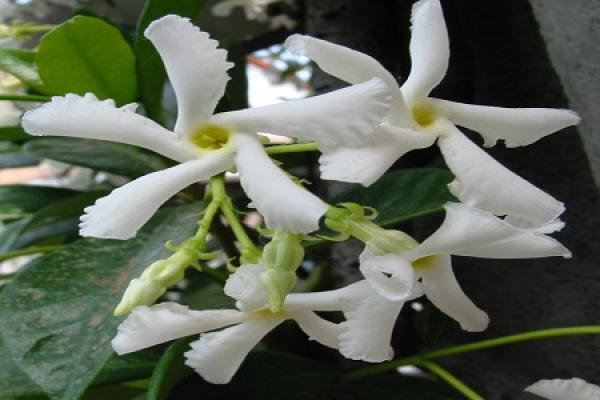 Windmill Jasmine
