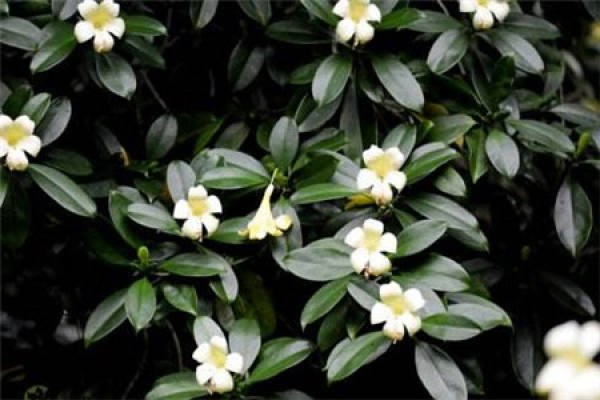 African Jasmine