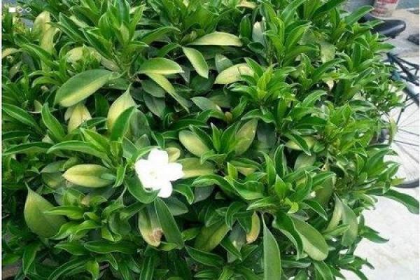 African Jasmine
