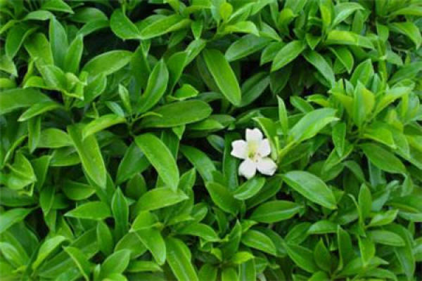 African jasmine