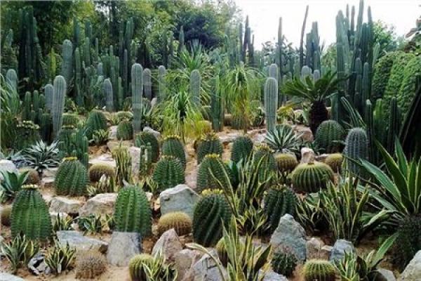 cactus