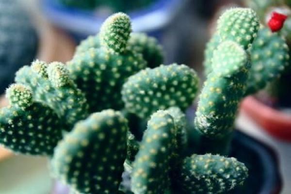 cactus