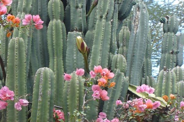 Cactus