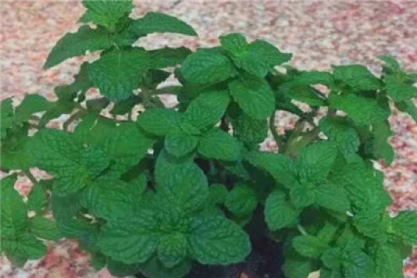 Peppermint