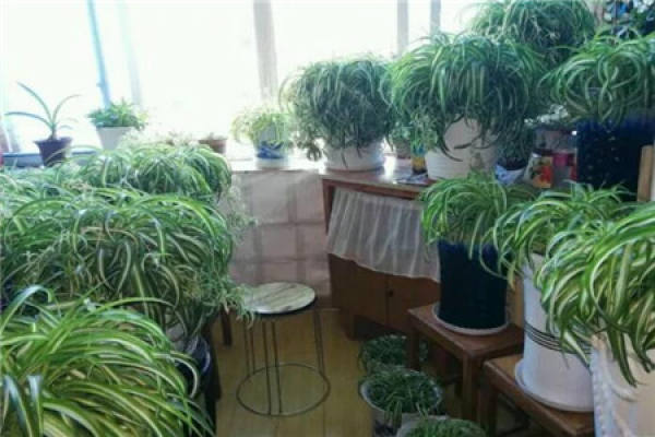 Chlorophytum comosum Chlorophytum comosum