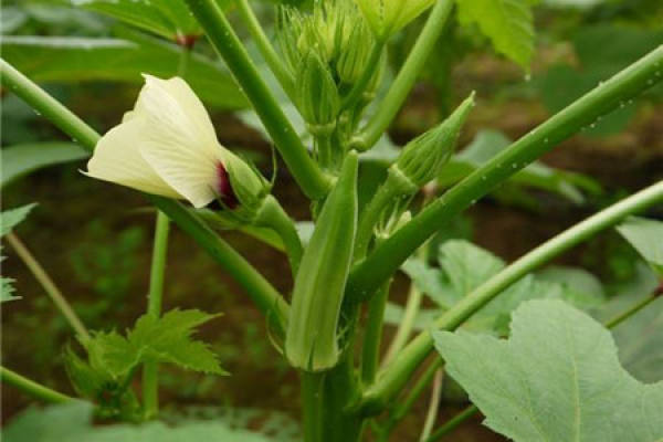 Okra