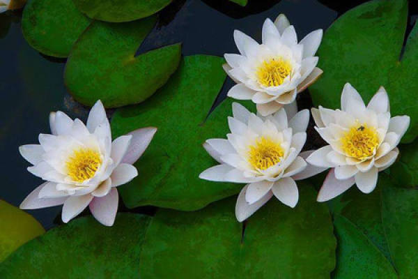 Water Lily