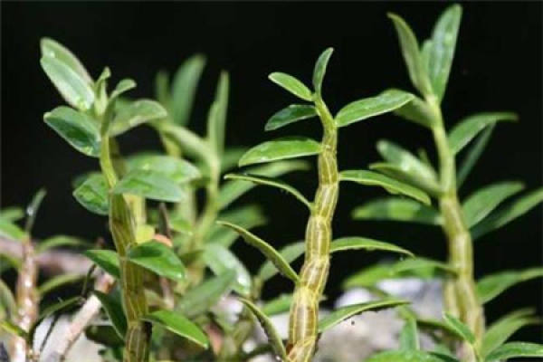 Dendrobium candidum
