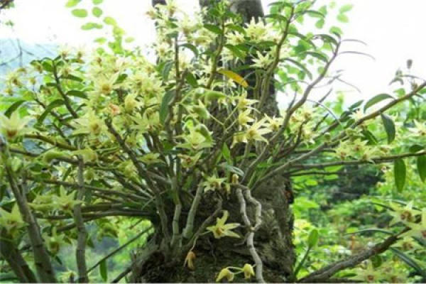 Dendrobium candidum