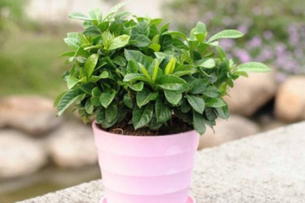 Gardenia cultivated in soil