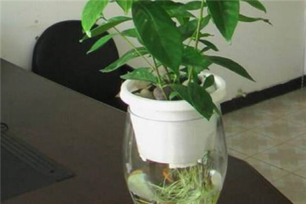 Gardenia cultivated in soil