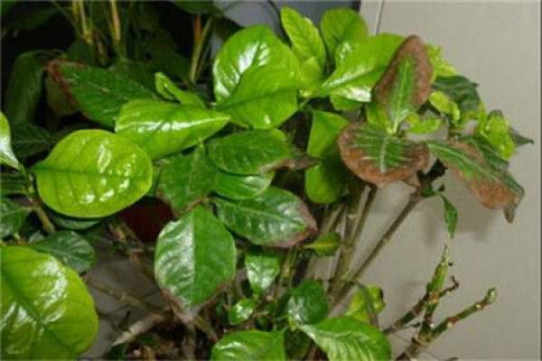A gardenia that doesn't bloom