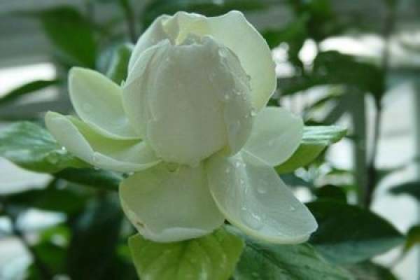 Gardenia