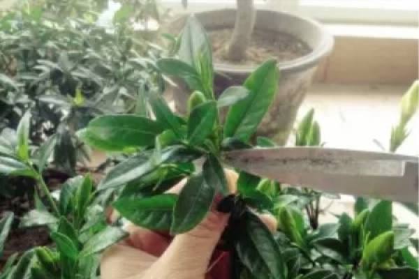 prune Gardenia