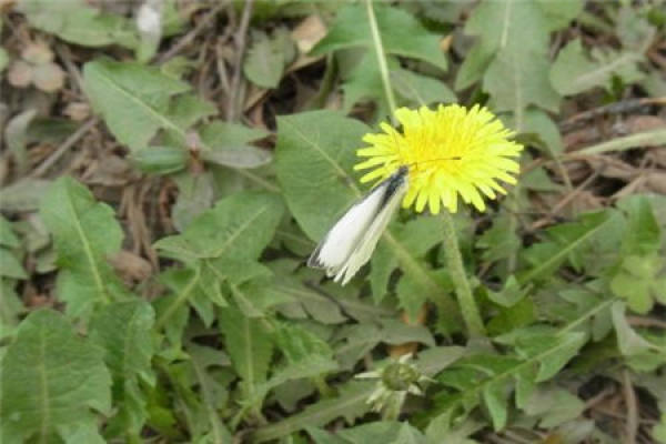 Dandelion