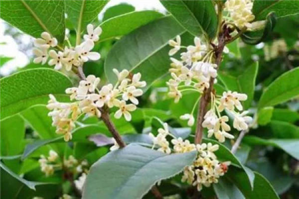 Cinnamomum japonicum
