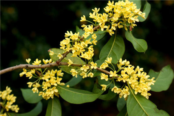 osmanthus