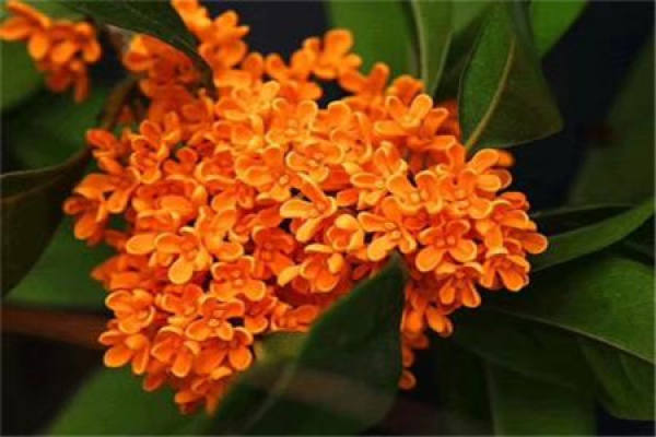 osmanthus