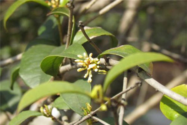 Cinnamomum japonicum
