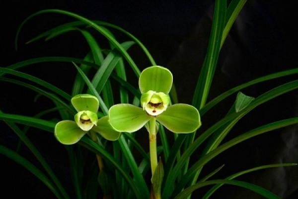 orchid