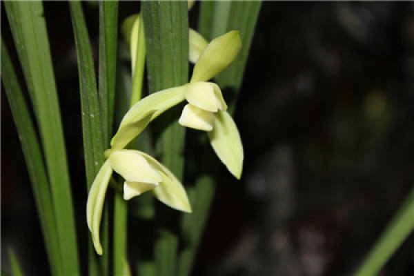 orchid