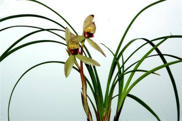 Orchid