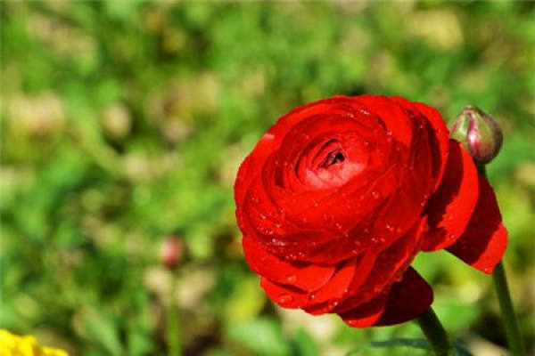 Ranunculus japonicus
