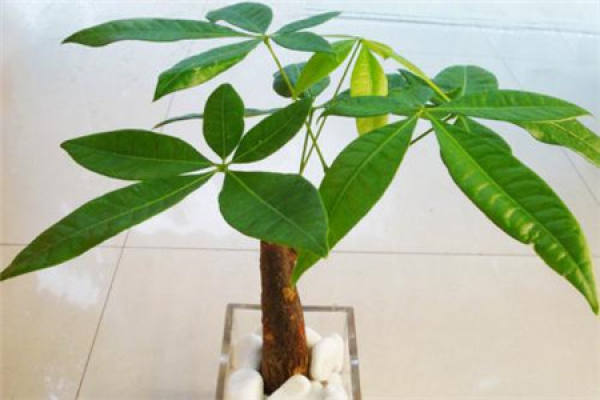 Fortune Tree