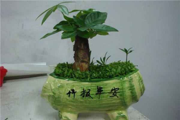 Xiao Fa Cai Shu