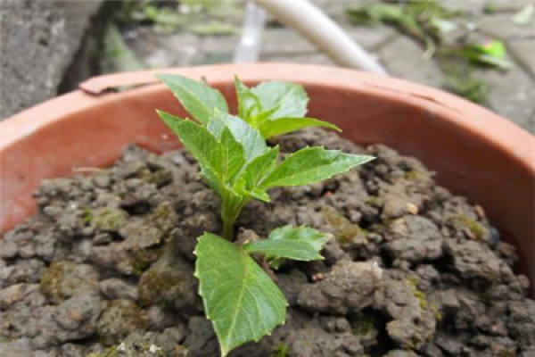 Potted dahlias just planted