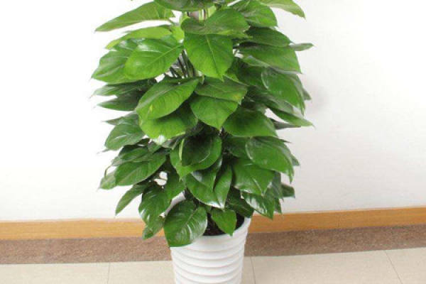 Chloranthaceae