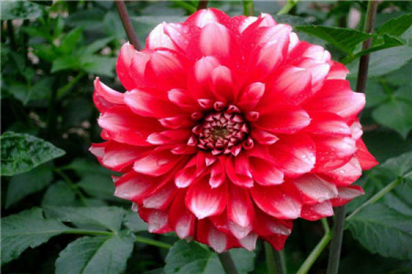 Dahlia