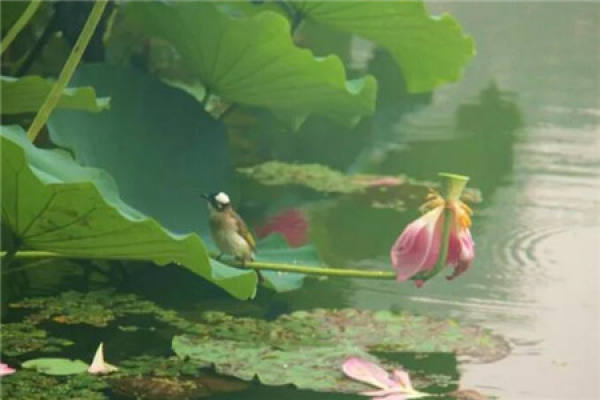 Lotus