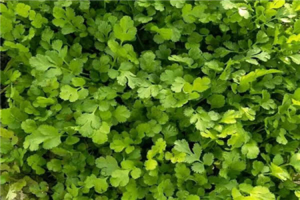 Coriander