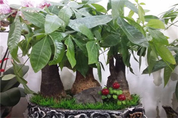 Big Fortune Tree