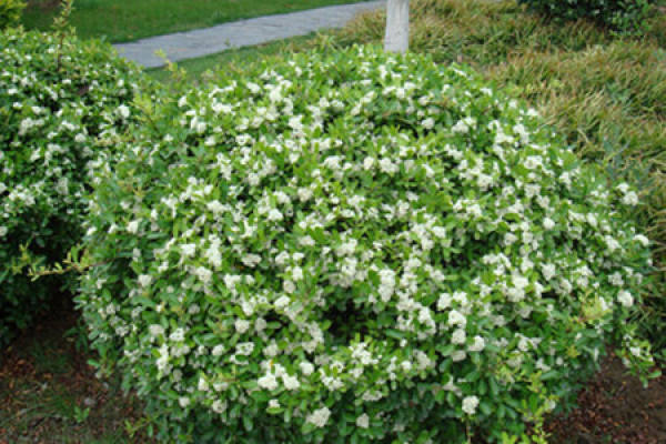 Gardenia