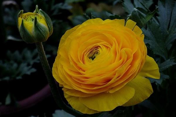 Buttercup