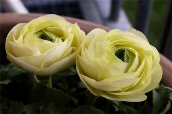 Ranunculus japonicus