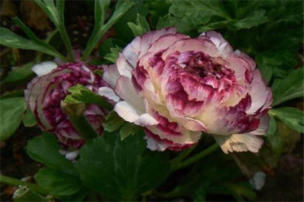 Ranunculus japonicus