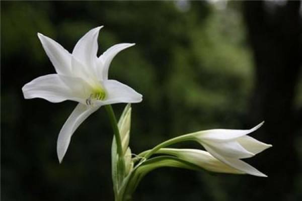 Lily Flower