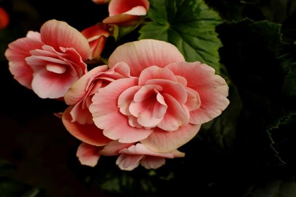 Begonia flower