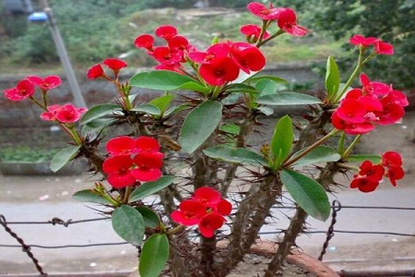 Chinese flowering crabapple