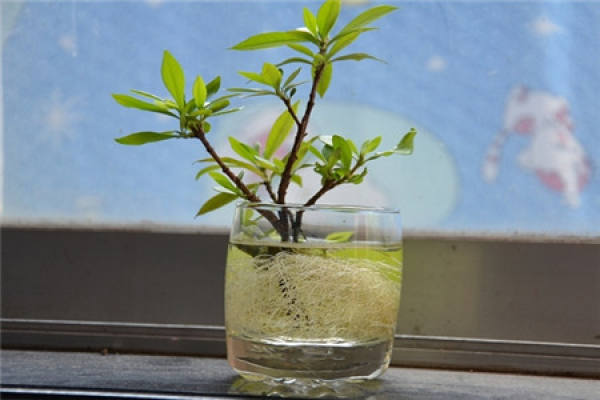Hydroponic gardenia