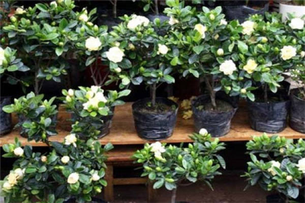 Potted gardenia