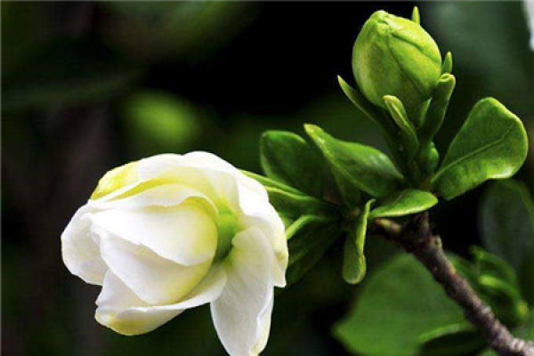 Gardenia
