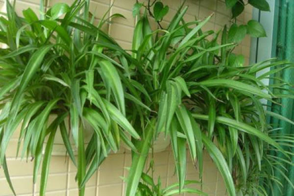 Chlorophytum comosum