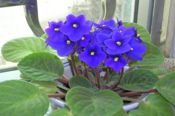 Violet potted plant