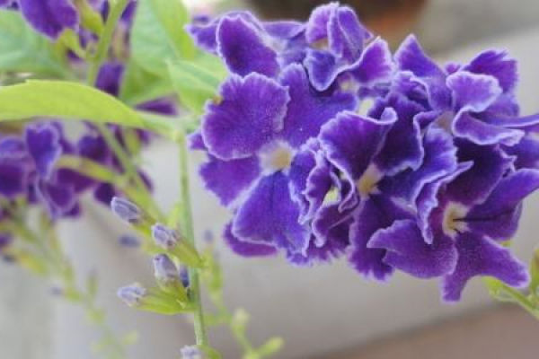 Violet