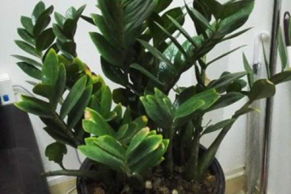 money tree