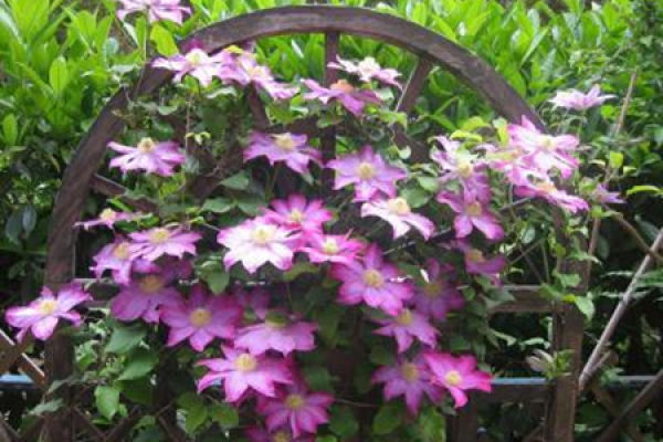 Clematis